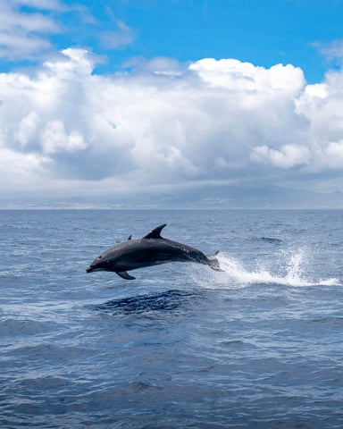 Dolphin leaping in the Gulf